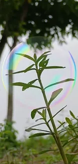 Leaf with iridescent bubble and trees in background.