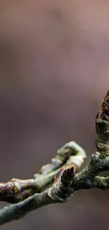 Close-up of budding tree branch on soft background.