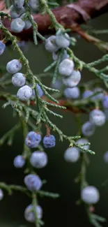 Blue berries with green foliage on a branch.