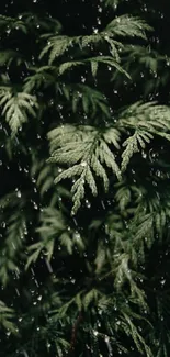 Close-up of leaves with raindrops, showcasing natural tranquility.