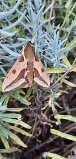 Brown moth camouflaged in green grass and foliage.