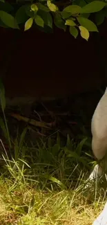 Black and white dog among green foliage.