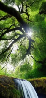 Lush green forest with a waterfall cascading beneath a sunlit canopy.