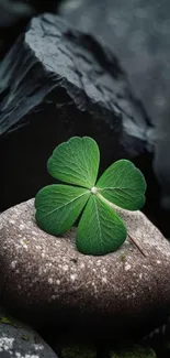 Green clover on stone with dark background.