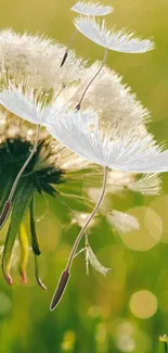 Dandelion seeds floating in lush green background, symbolizing nature's serenity.