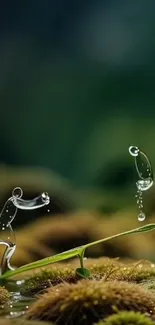 Delicate water drops balancing on a leaf in a serene green environment.