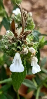 Close-up of white flowers with lush green leaves on a mobile wallpaper.