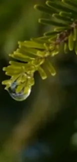 Close-up of a dewdrop on a green pine needle.