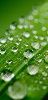 Close-up of dew on a green leaf, perfect for nature enthusiasts.