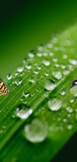 Green leaf with dewdrops, butterfly, and ladybug