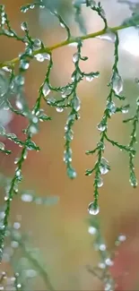 Dewdrops delicately resting on green branches in nature.