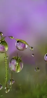 Dew drops on vibrant green leaves with a soft purple background.