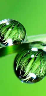 Close-up of dewdrops reflecting nature on a green background.