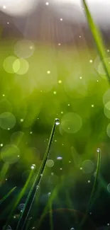 Close-up of dewy grass with sunlight bokeh, creating a fresh and vibrant scene.