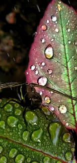 Colorful dewy leaves with dragonfly.