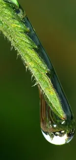 Closeup of a water droplet hanging from a green leaf.