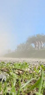 A dusty road with green grass and a clear blue sky.