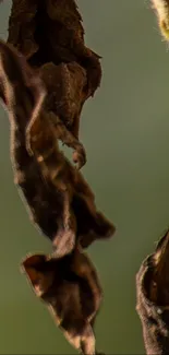 Close-up of dried leaves showing intricate details in nature.