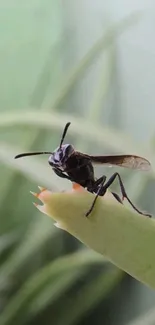 Close-up of a black insect perched on a green leaf amidst natural greenery.