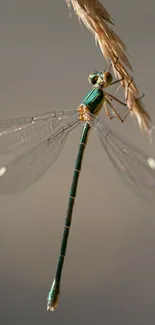 Close-up of a dragonfly perched on a branch with detailed wings.