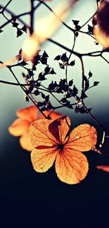 Delicate orange floral design with soft lighting effect on a mobile wallpaper.