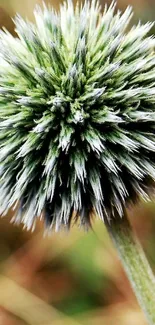 Close-up of green thistle plant on a nature-themed wallpaper.