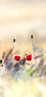 Vibrant red poppies in a soft blurred nature background.