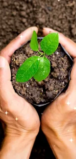 Hands gently holding a green plant in rich soil.