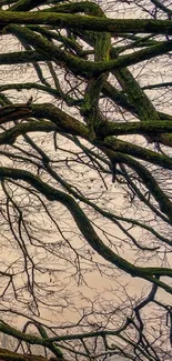 Intertwined tree branches against a serene sky.