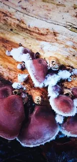 Brown fungi with white edges on wooden background.