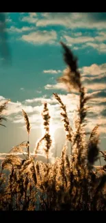 Sunlit reeds with a golden glow during sunset under a vibrant sky.