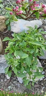 Green plants and pink flowers among rocks in a natural setting.