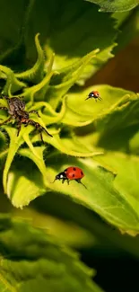 Green plant with ladybugs in vivid nature wallpaper.