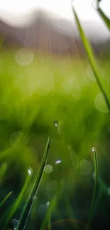 Serene green blades with bokeh effect enhancing tranquility.