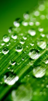 Close-up of a green leaf with sparkling dew drops creating a fresh look.