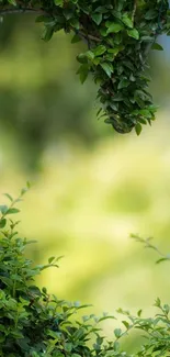 Lush green leaves forming a heart shape on a serene background.