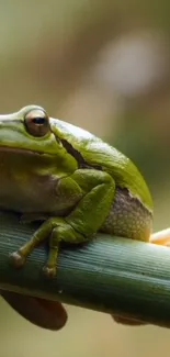 Green frog perched on bamboo stick in natural setting.