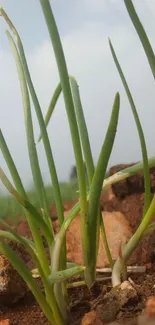 Vibrant green plant growing in earthy soil under a clear sky.