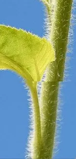 Close-up of a green leaf and stem against a bright blue sky.