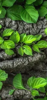 Green leaves on textured bark create a natural wallpaper.