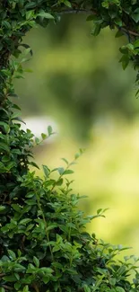 Green leaves forming a natural arch with a soft focus background.