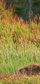 Serene meadow scene with lush green grass.