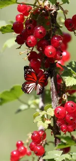 A butterfly resting on bright red berries against a green background.