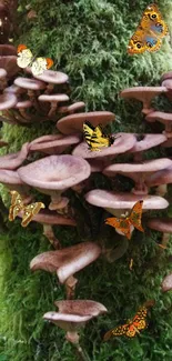 Nature wallpaper with mushrooms and butterflies in a lush green setting.