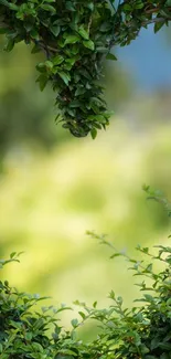 Heart-shaped green foliage mobile wallpaper.