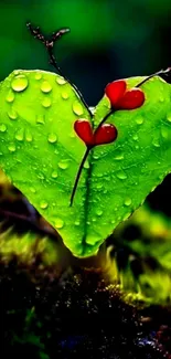 Heart-shaped green leaf with red accents and raindrops.