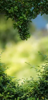 Heart-shaped green leafy frame against a serene background.