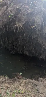 Exposed tree roots above a dark soil ground in nature.