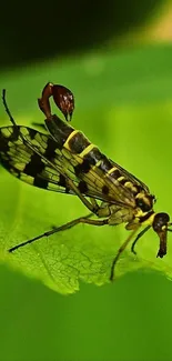 Close-up view of a scorpionfly on a green leaf.