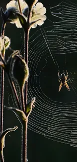 Spider weaving web with flowers background.